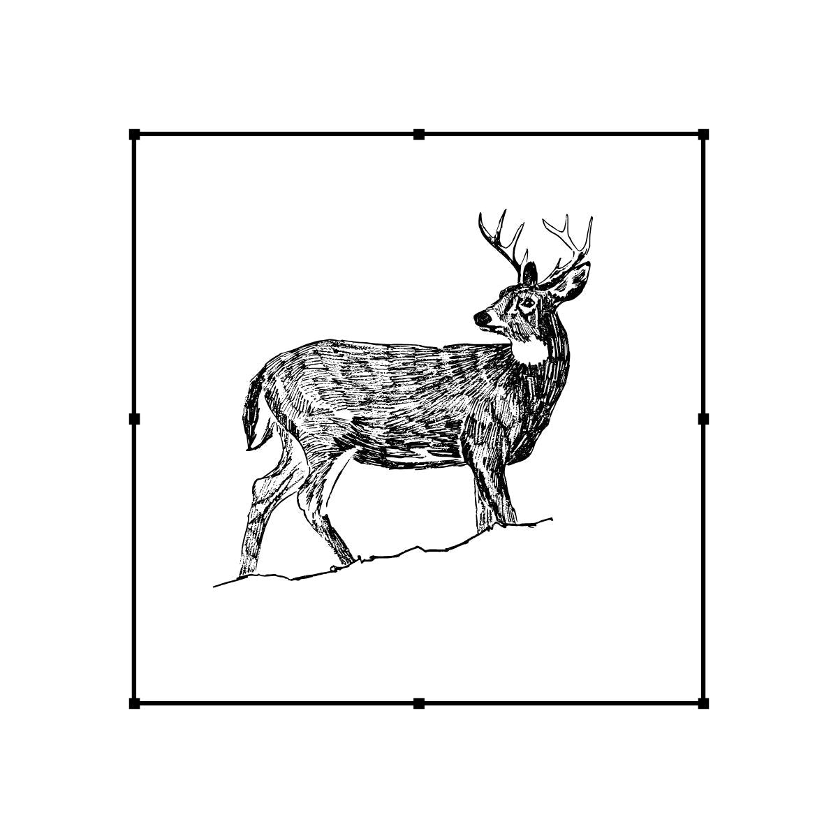 Portraits of the Untamed